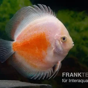 Angebot Diskusfisch ASIA-NZ, Symphysodon discus Red White, 5 Zoll, 12-13 cm