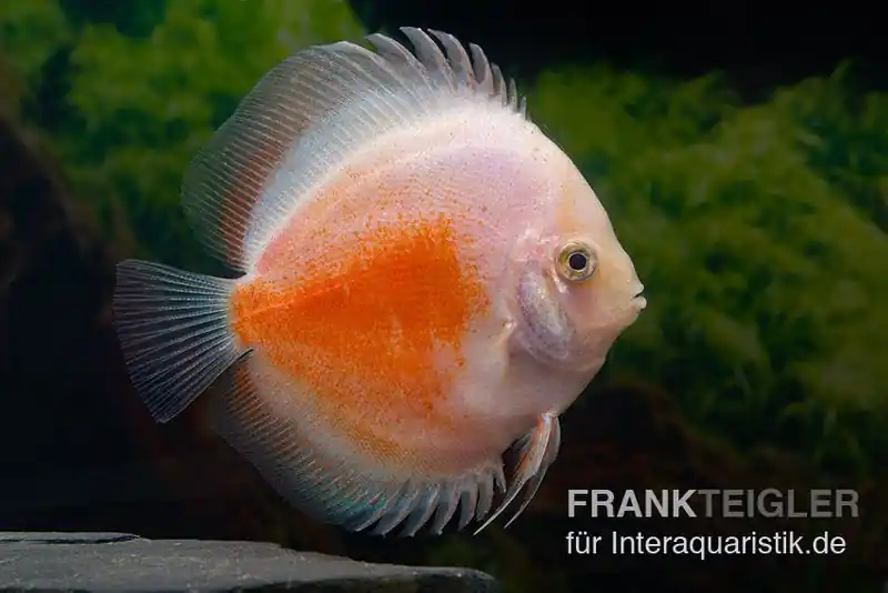 Angebot Diskusfisch ASIA-NZ, Symphysodon discus Red White, 5 Zoll, 12-13 cm