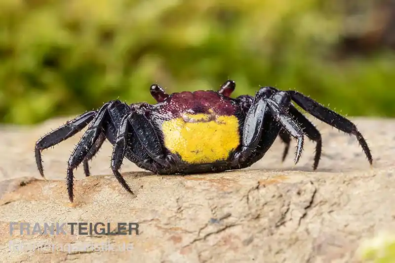 Zweifarbige Vampirkrabbe, Geosesarma bicolor, Trio (1 Männchen + 2 Weibchen) Aktuell