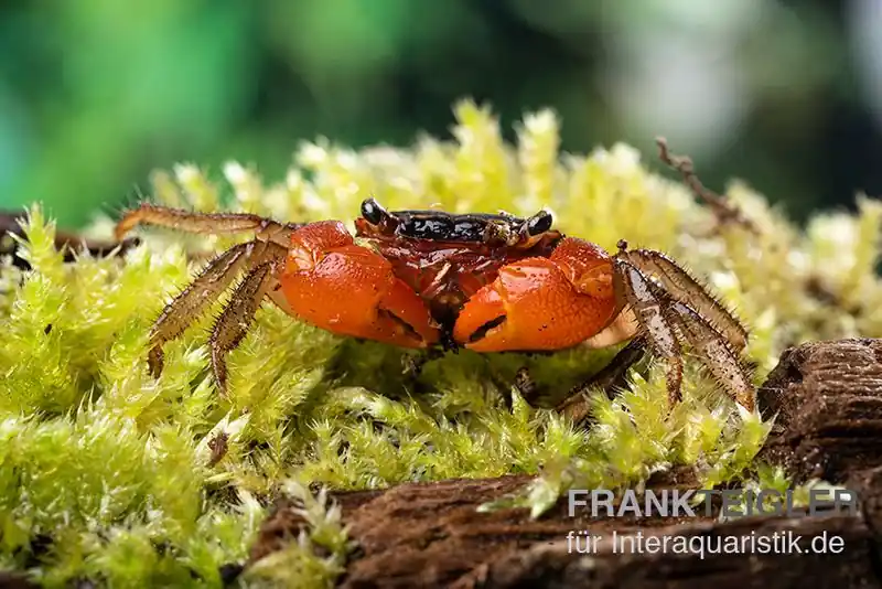 Neue Ware Inkakrabbe, Fasciarma fasciatum, Paar (1 Männchen + 1 Weibchen)