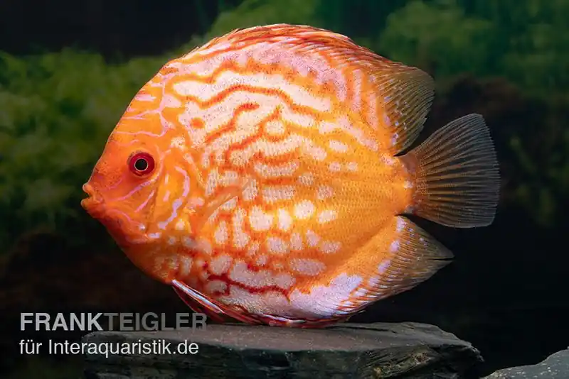 Diskusfisch ASIA-NZ, Symphysodon discus Pigeon snake, 2 Zoll, 5-6 cm Begrenztes Angebot