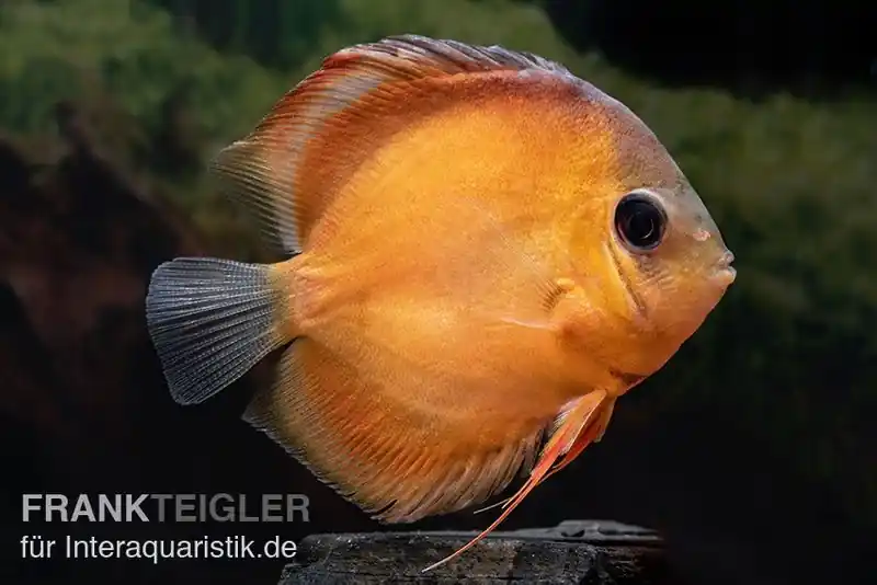 Diskusfisch ASIA-NZ, Symphysodon discus Rose red, 5 Zoll, 12-13cm Wochenendangebot
