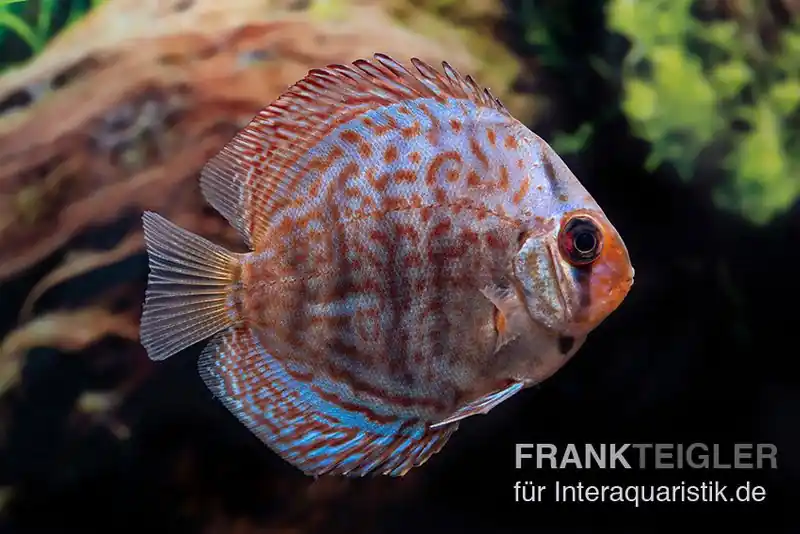 Diskusfisch ASIA-NZ, Symphysodon discus Blue dragon, 2 Zoll, 5-6 cm Rabatt