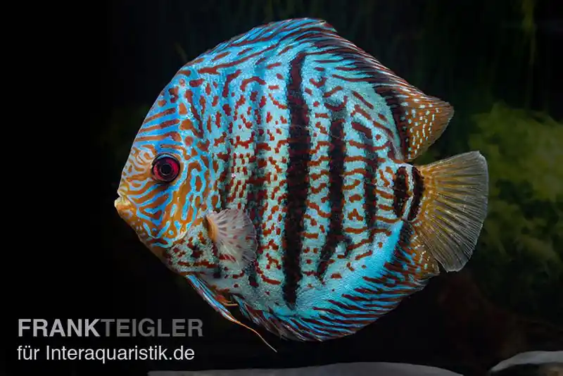 Diskusfisch ASIA-NZ, Symphysodon discus Red spotted green, 2 Zoll, 5-6 cm Sonderaktion