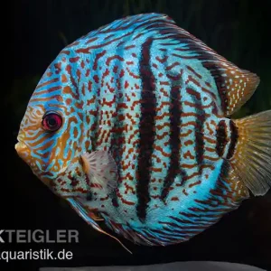 Zertifiziert Diskusfisch ASIA-NZ, Symphysodon discus Red spotted green, 5 Zoll, 12-13 cm