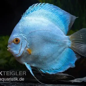 Begrenztes Angebot Diskusfisch ASIA-NZ, Symphysodon discus Blue Sapphire, 5 Zoll, 12-13 cm
