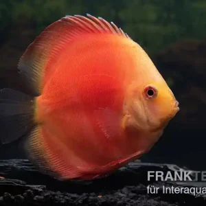 Zertifiziert Diskusfisch ASIA-NZ, Symphysodon discus Red Velvet, 2 Zoll, 5-6 cm