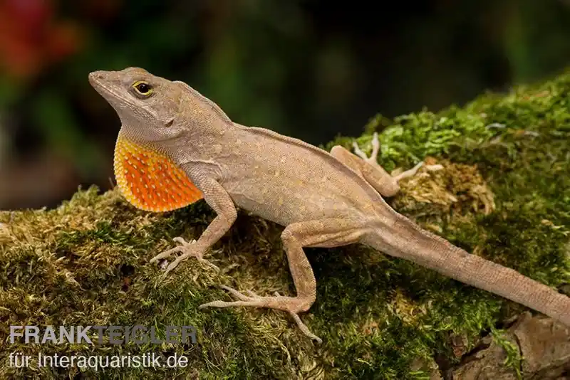 Bahama-Anolis, Anolis sagrei, Paar Jetzt Bestellen