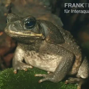 Agakröte, Bufo marinus, Größe M Schneller Versand
