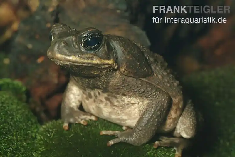 Agakröte, Bufo marinus, Größe M Schneller Versand