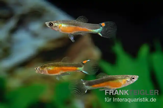 Echt Santa Green Genie Guppy, Poecilia wingei, Männchen