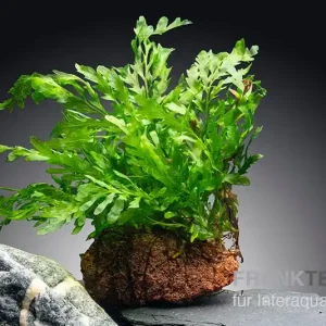 Kongowasserfarn, Bolbitis heudelotii, auf Lavastein 5-8 cm Schneller Versand