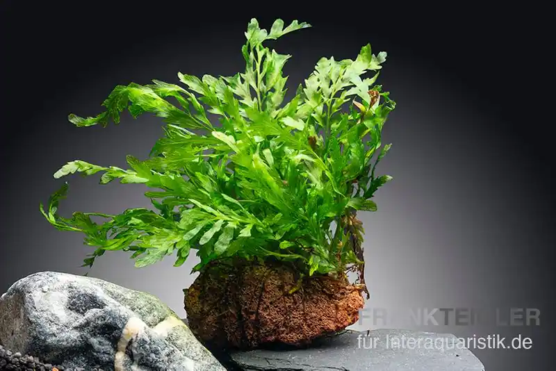 Kongowasserfarn, Bolbitis heudelotii, auf Lavastein 5-8 cm Schneller Versand