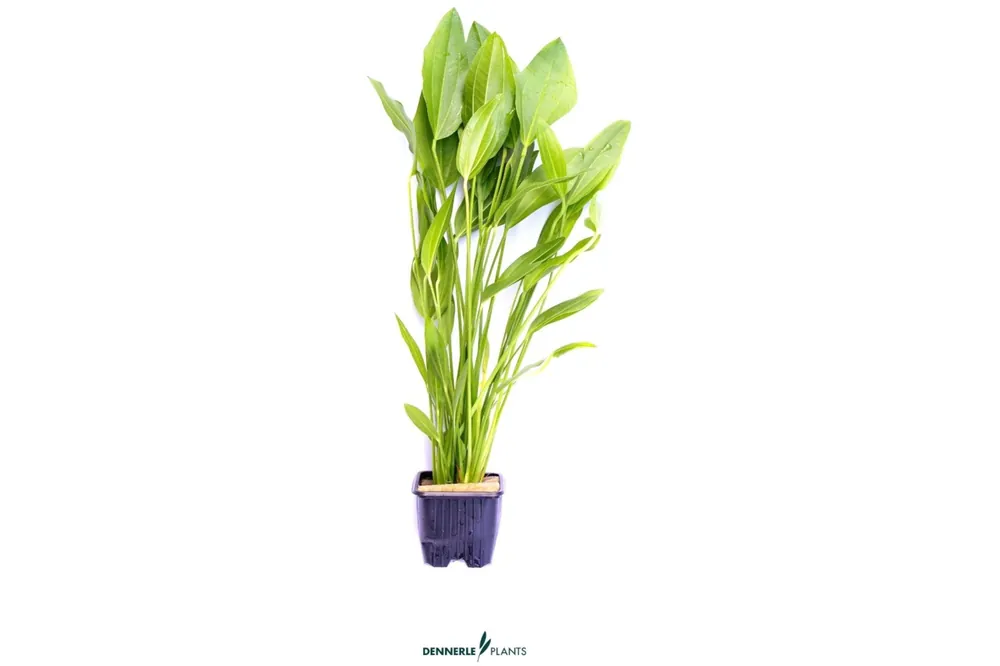 Argentinischer Froschlöffel, Echinodorus argentinensis, XL-Topf, Mutterpflanze Sonderangebot