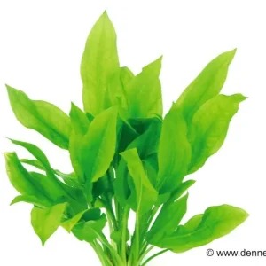 Ausverkauf Breite Amazonaspflanze, Echinodorus bleheri, im Topf