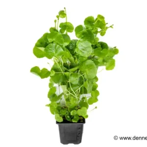 Jetzt Kaufen Brasilianischer Wassernabel, Hydrocotyle leucocephala, XXL-Pflanze, Mutterpflanze