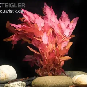 Dichtblättrige Rotala, Rotala macrandra "Narrow Red", im Topf Schneller Versand