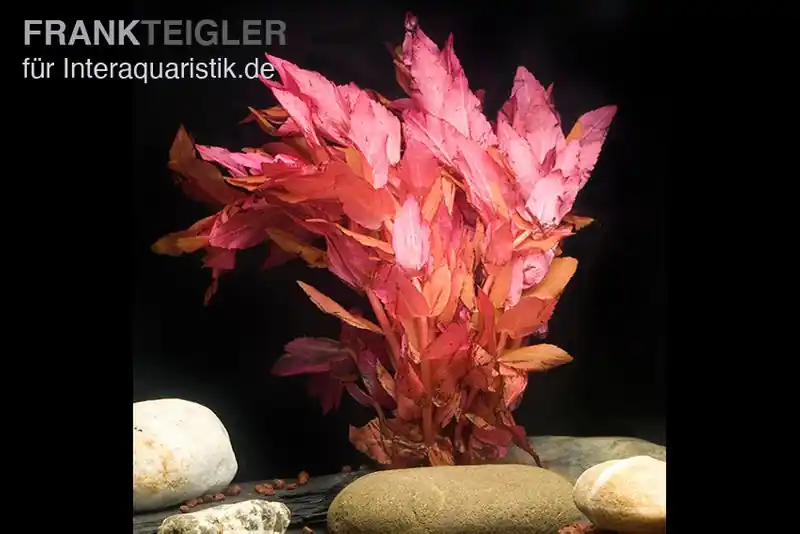 Dichtblättrige Rotala, Rotala macrandra "Narrow Red", im Topf Schneller Versand