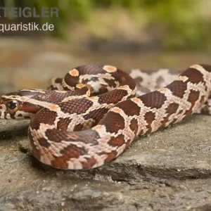 Aktuell Kornnatter Wildform, Pantherophis guttatus, WF