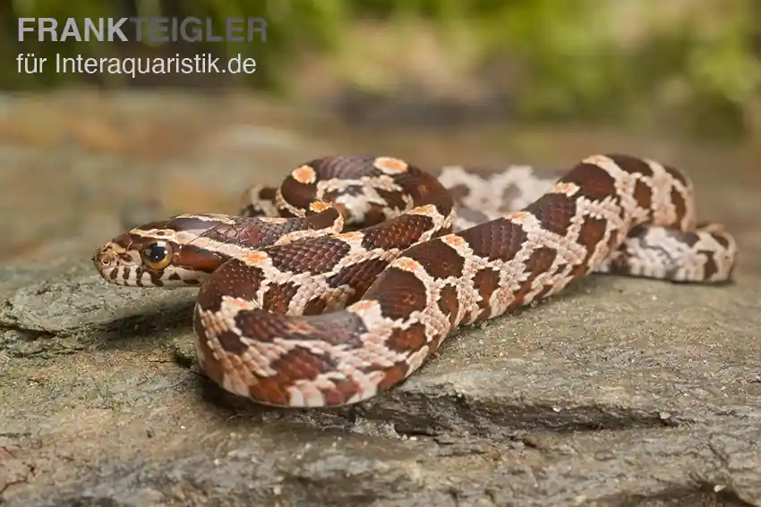 Aktuell Kornnatter Wildform, Pantherophis guttatus, WF