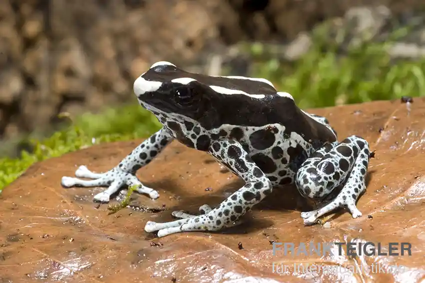 Direkt Vom Hersteller Färberfrosch, Dendrobates tinctorius "Graubeiner"
