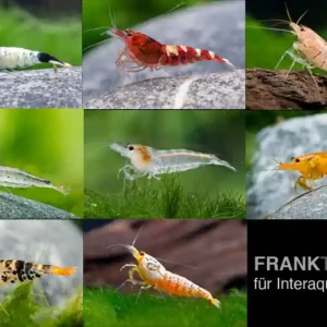 Kracherpreis Caridina Zwerggarnelen-Farbmix