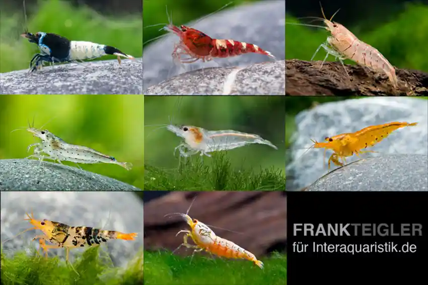 Kracherpreis Caridina Zwerggarnelen-Farbmix