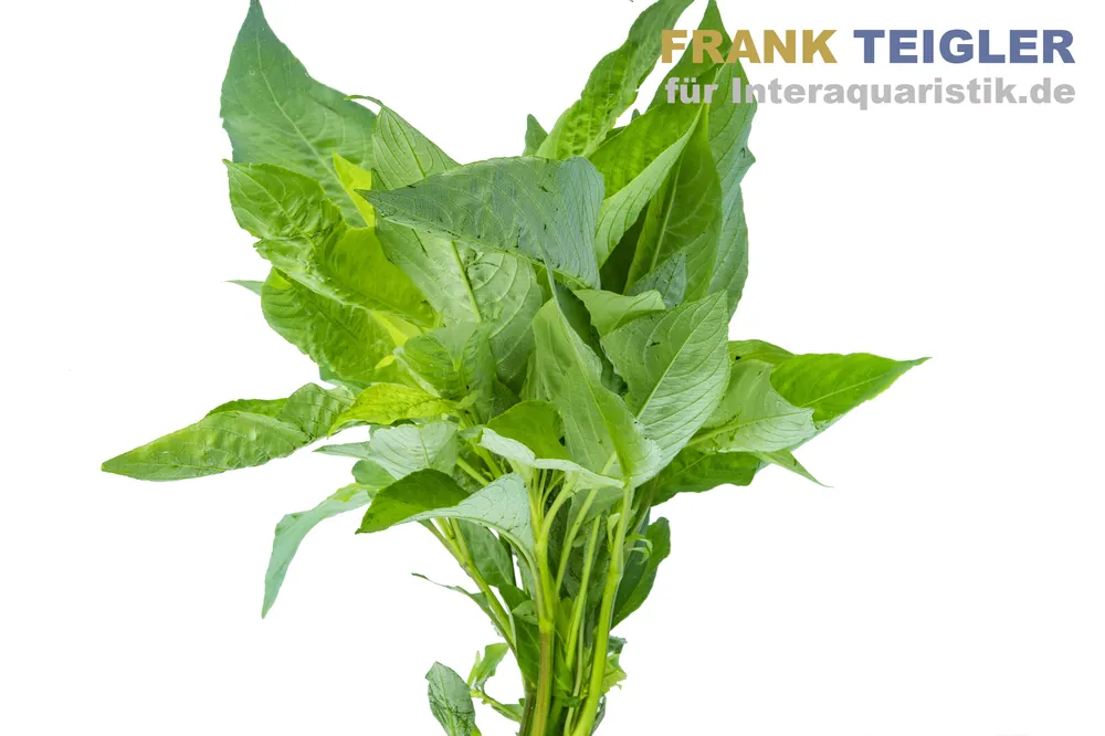 Neue Kollektion Thailändischer Wasserfreund, Hygrophila corymbosa "Siamensis", Bund