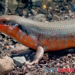 Zebraskink, Trachylepis dichroma Markenprodukt