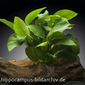 Zwergspeerblatt, Anubias nana, auf Holzwurzel, ca. 12-18 cm Preisknaller