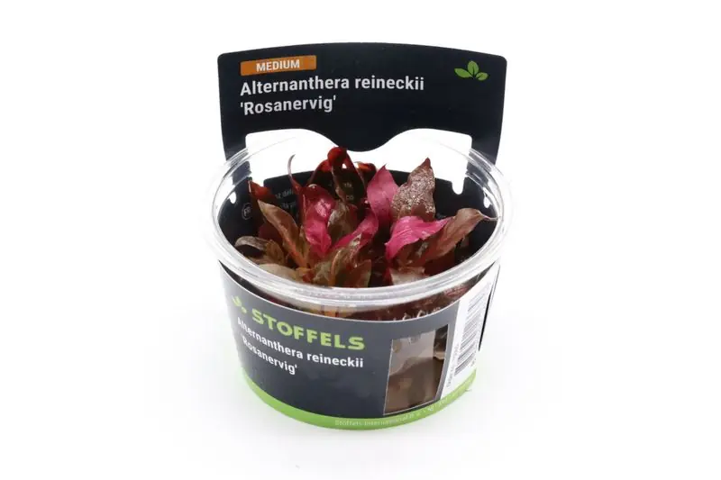Sofort Bestellen Rotes Papageienblatt, Alternanthera reineckii "Rosanervig", In Vitro