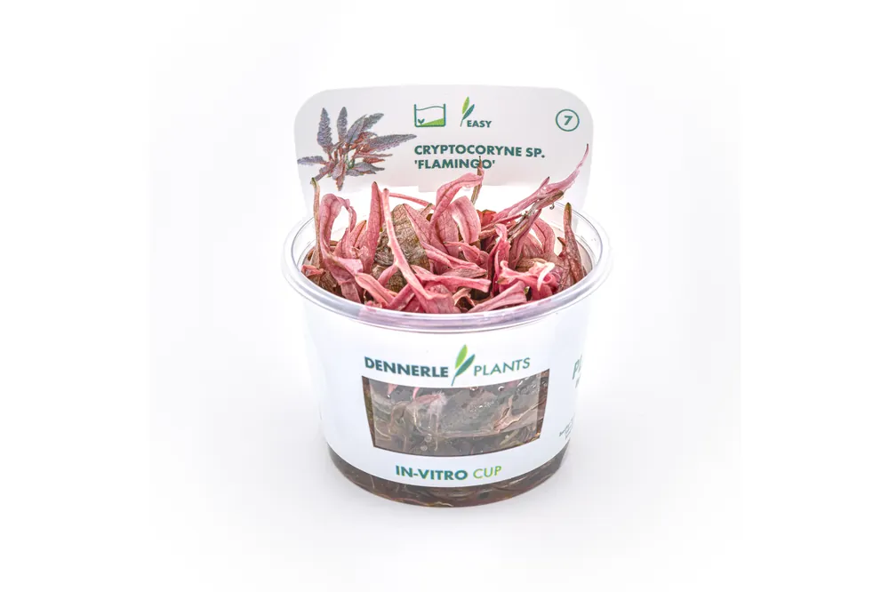 Preisknaller Rosa Wasserkelch, Cryptocoryne wendtii "Flamingo", In Vitro