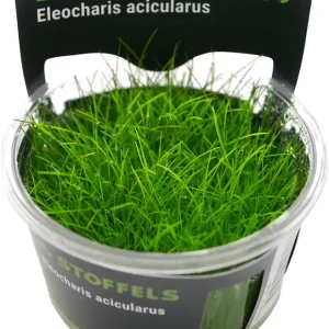 Direktkauf Nadelsimse, Eleocharis acicularis, In Vitro