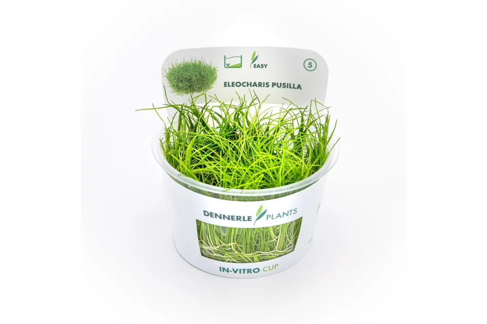 Zwergnadelsimse, Eleocharis parvula/pusilla, In Vitro Sofort Bestellen