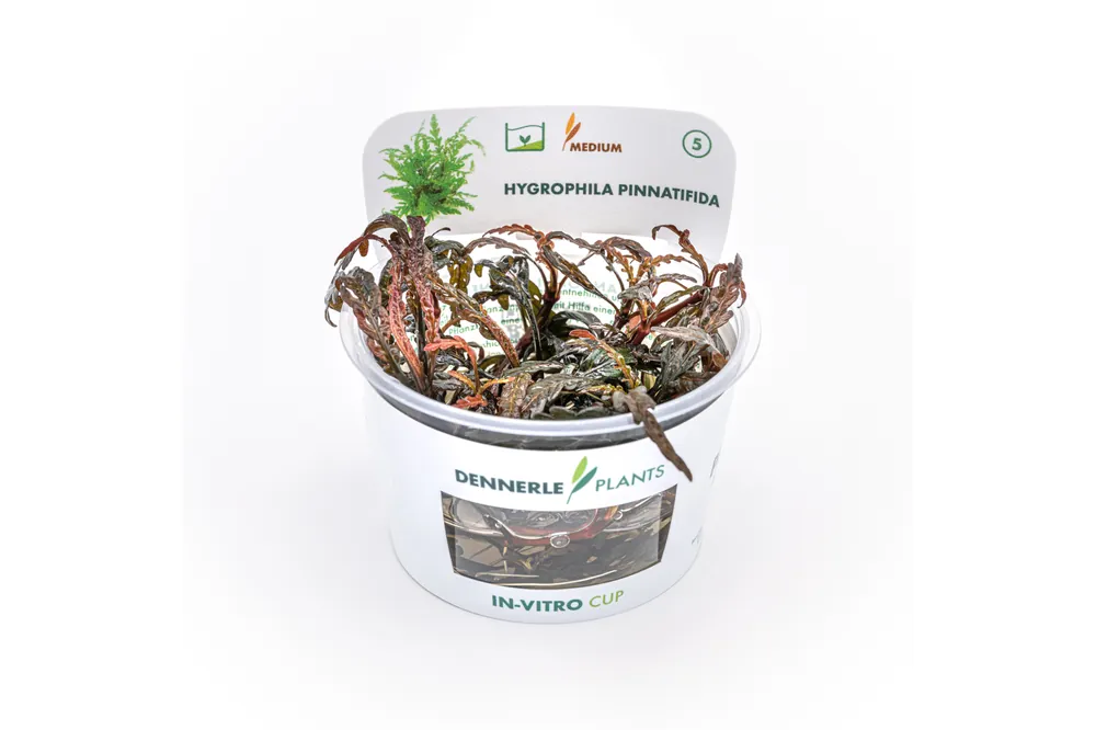 Gefiederter Wasserfreund, Hygrophila pinnatifida, In Vitro Top-Seller