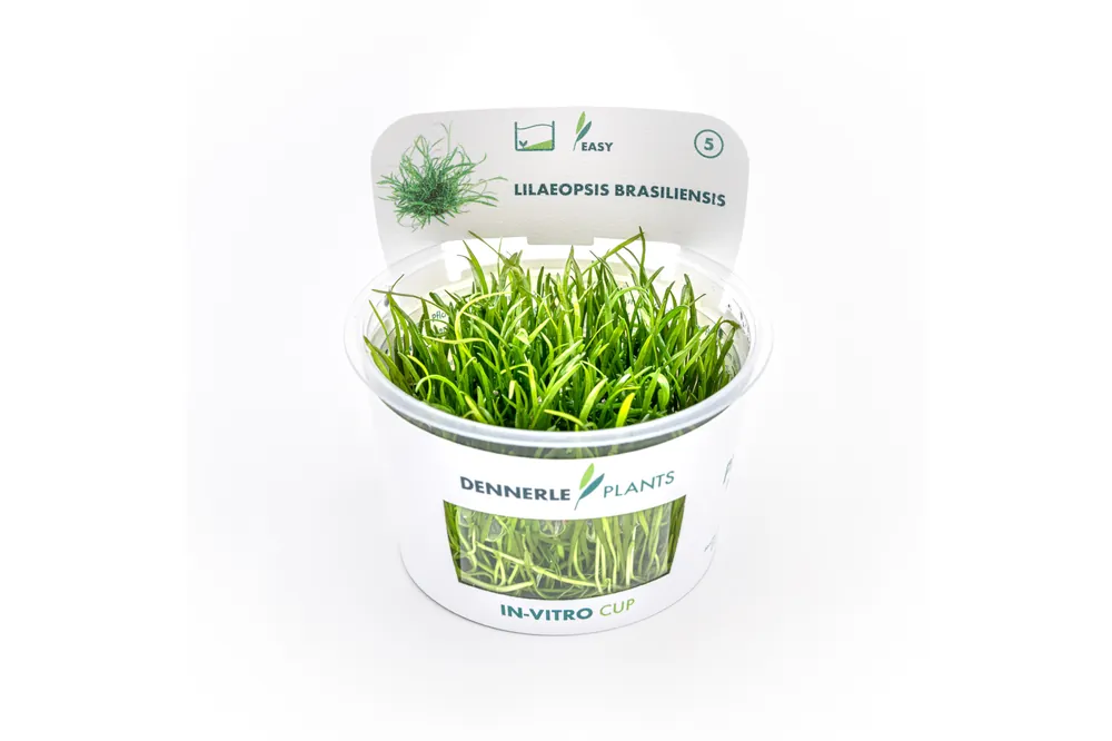 Neuseelandgras, Lilaeopsis brasiliensis, In Vitro Sofort Bestellen