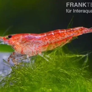 Letzte Chance Rote Zwerggarnele, Neocaridina davidi "Red fire"