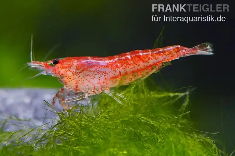 Letzte Chance Rote Zwerggarnele, Neocaridina davidi "Red fire"