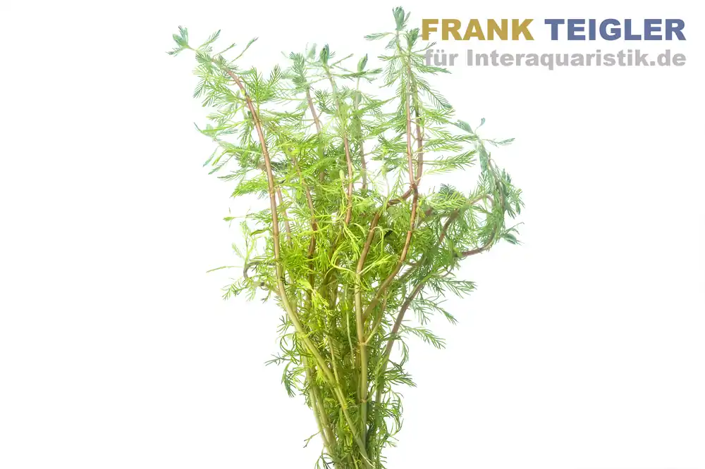 Rotstängelige Papageienfeder, Myriophyllum rubricaule, Bund Beliebt