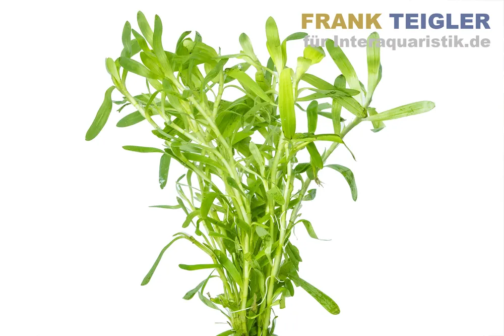 Aktuell Seegrasblättriges Trugkölbchen, Heteranthera zosterifolia, Bund