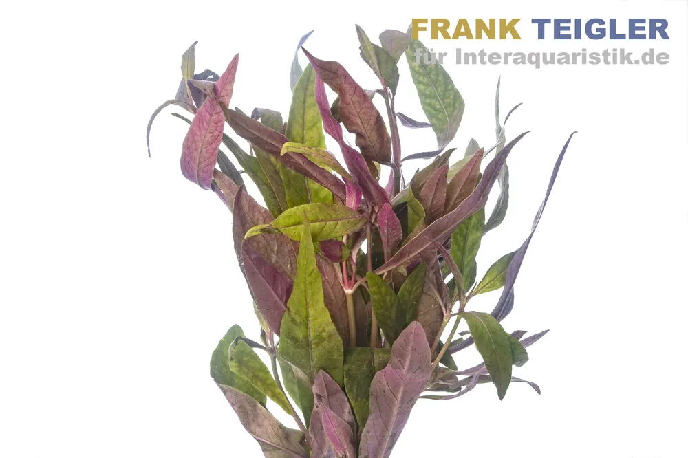 Finale Aktion Sitzendes Papageienblatt, Alternanthera sessilis, Bund