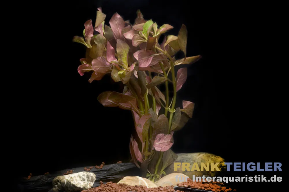 Heißes Angebot Tiefrote Ludwigie, Ludwigia peruensis, Bund