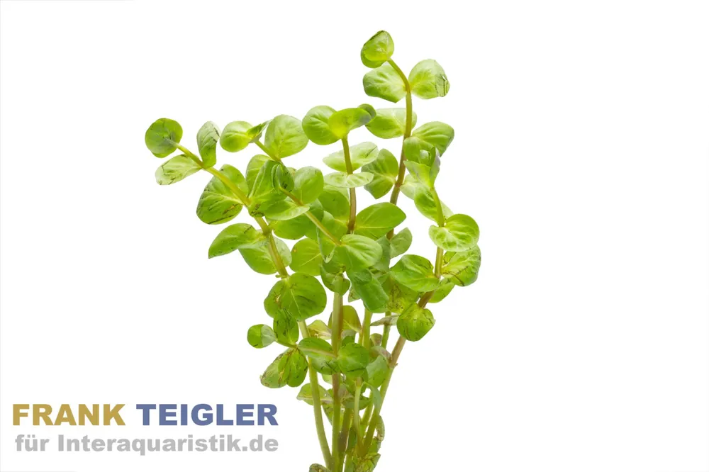 Rundblättrige Rotala, Rotala rotundifolia, Bund Abverkauf