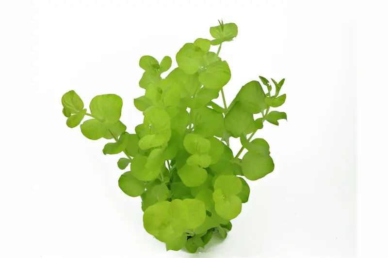 Gelbes Pfennigkraut, Lysimachia nummularia Aurea, Bund Sonderaktion