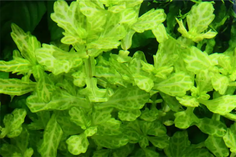 Weiss-grünes Eichenblatt, Shinnersia rivularis variegatus, Bund Billig