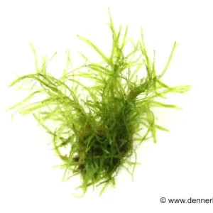 Online Kaufen Taiwanmoos, Taxiphyllum alternans "Taiwan", im Becher