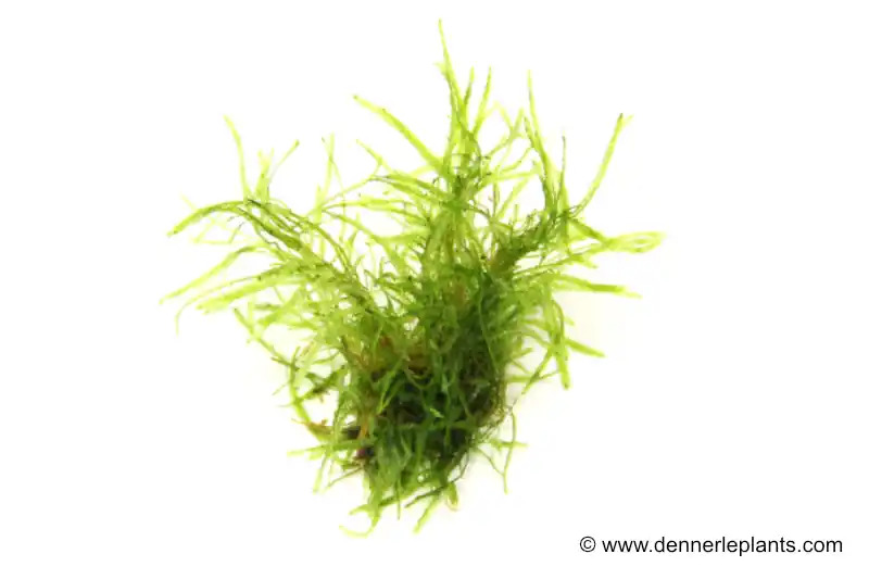 Online Kaufen Taiwanmoos, Taxiphyllum alternans "Taiwan", im Becher