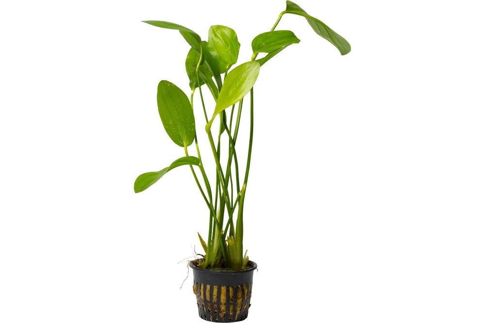 Rosane Schwertpflanze, Echinodorus rose, XL-Topf, Mutterpflanze Angebot
