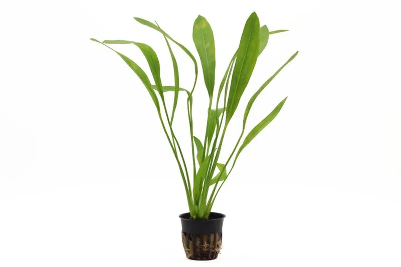 Uruguay-Schwertpflanze, Echinodorus uruguayensis, XXL Topf Online Kaufen