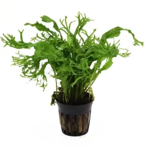 Top-Angebot Windelovfarn, Microsorum windelov, XL Topf, Mutterpflanze